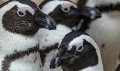 capture mcminnville high school