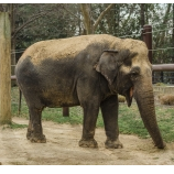 embeddedimage mcminnville high school