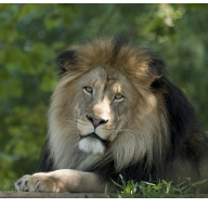 embeddedimage mcminnville high school