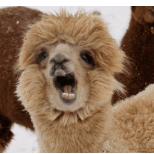 embeddedimage mcminnville high school