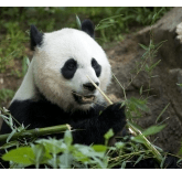 embeddedimage mcminnville high school